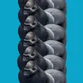 プルプルゴリラタワー